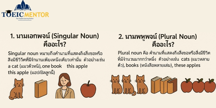 ทำความเข้าใจ Singular & Plural Nouns คืออะไร
