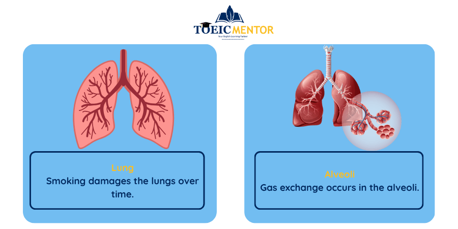 ตารางที่ 5: ระบบทางเดินหายใจ (Respiratory System)