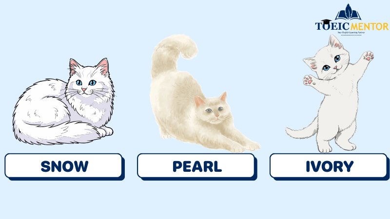 ไอเดียชื่อแมวตามสีขนและลักษณะภายนอก (Appearance-Based)