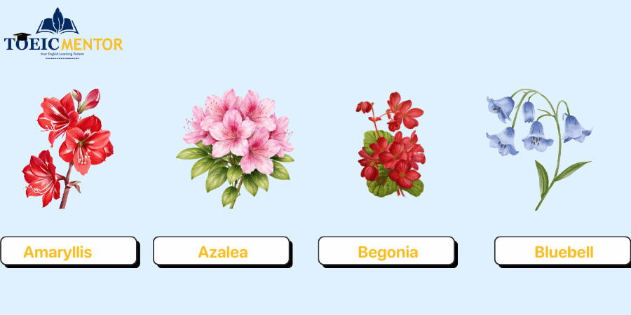 คลังคำศัพท์ชื่อดอกไม้ภาษาอังกฤษยอดนิยมและคำอ่าน